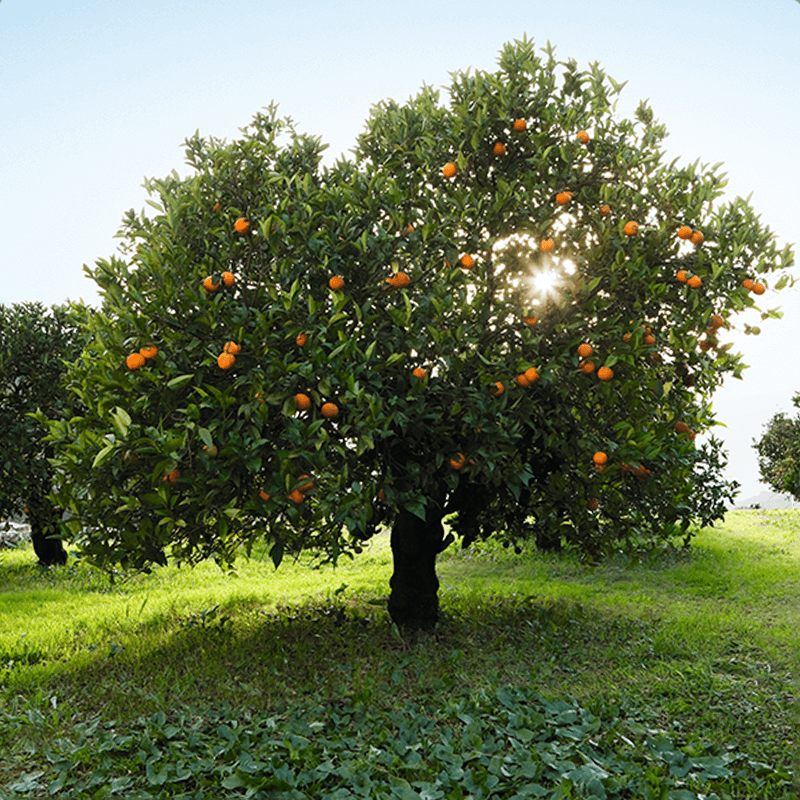 innocent orangenbaum