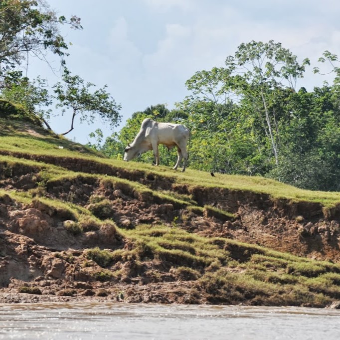 cow envira
