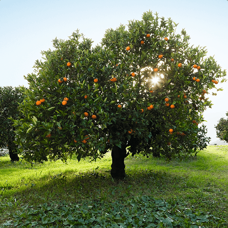 orangenbaum