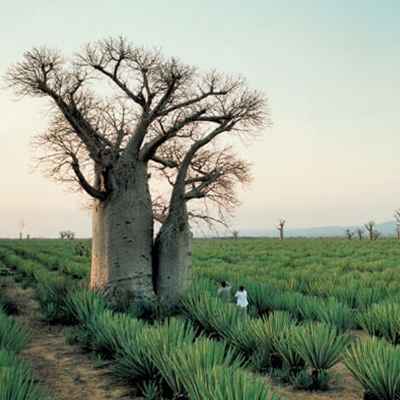 a tree on a field